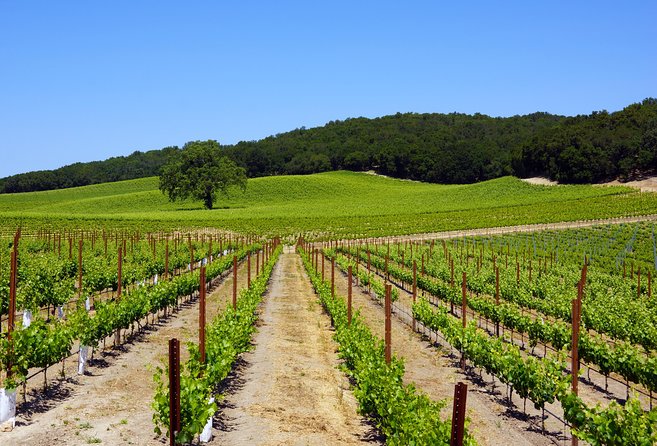 Sample Paso Robles Wines Alongside Connoisseurs.  - Pismo Beach - Common Questions