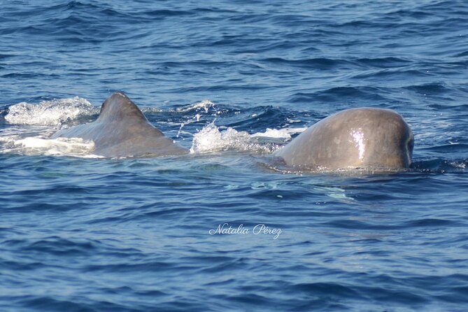 Sao Miguel Small-Group Whale Watching Tour - Inclusions and Meeting Details