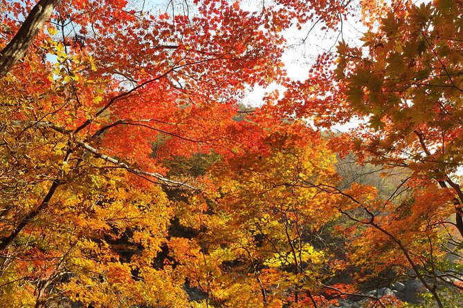 Scenic Jiri Mountain Autumn Foliage One Day Tour - Exploring Jirisan National Park