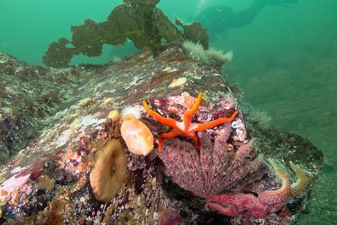 Scuba Dive Boat Charter in Vancouver (Certified Divers Only!) - Reviews and Support