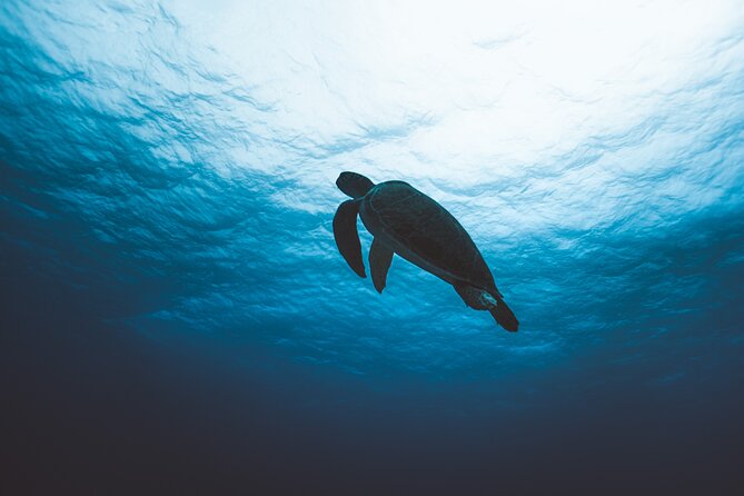SCUBA Diving Adventure in Mahahual, SCUBA Gear Included - Common Questions