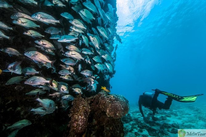 Scuba Diving for Beginners With Lunch in Fethiye - Questions and Contact Information