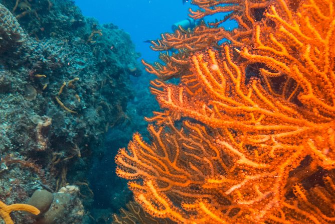 Scuba Diving in Cozumel Island - Reviews and Ratings