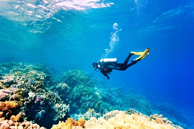 Scuba Diving Tour in Bodrum - The Sum Up