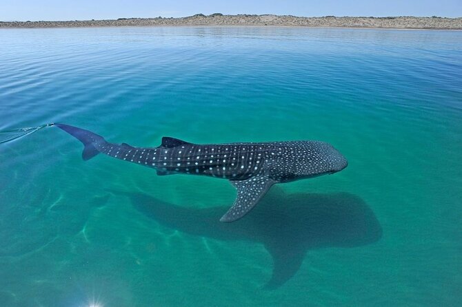 Sea of Cortez Combo: Whale Sharks, Sea Lions & Balandra Beach - Tour Details and Cancellation Policy