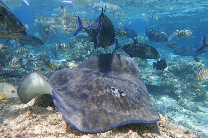 Sea Scooter Jet Snorkeling "Moorea Reef Adventure" - Equipment and Safety