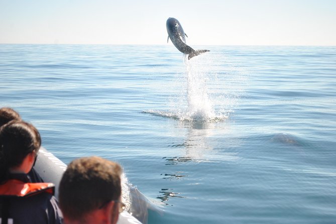 Sealife Sea Safari, Dolphin Watching With Marine Biologists Lagos - Viator Help Center and Product Details
