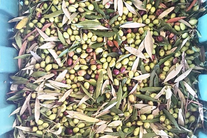 Semi Private Wine and Olive Oil Tour (Transfer & Lunch Incl.) - Pricing and Booking Information
