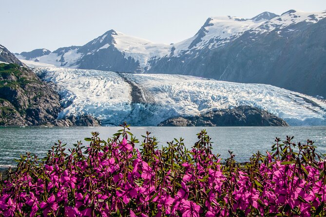Seward to Anchorage- Post Cruise Curated Wildlife Tour Transfer - The Sum Up