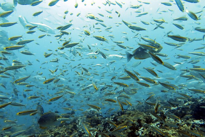 Shared Diving Experience in Sail Rock - Tips for an Unforgettable Diving Adventure