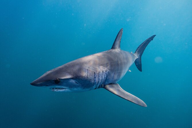 Shark Safari & Snorkel Adventure in Cabo San Lucas - Snorkeling Experience