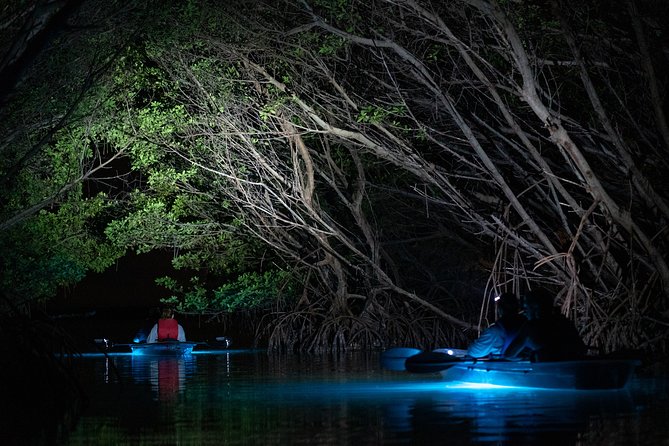 Shell Key Clear Kayak Glow in the Dark Tour - Customer Reviews and Highlights