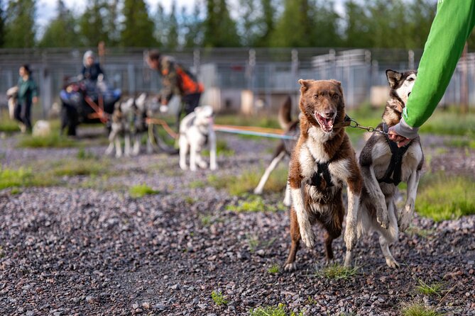 Short Norrbotten County Huskies Visit  - Kiruna - Additional Information