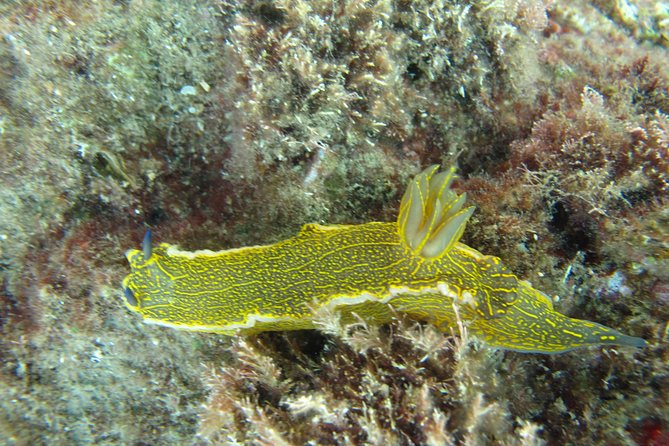 Side: Scuba Diving Under Water Museum - Capturing Memories: Traveler Photos