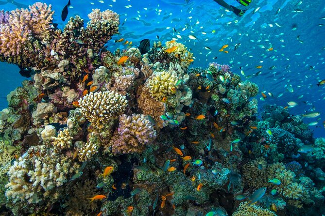 Side:Scuba Diving Experience Underwater Museum Side - Contact and Legal Information