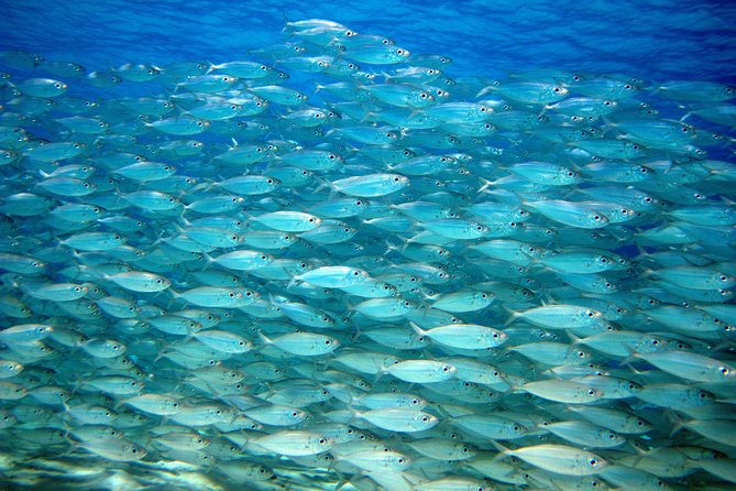 Sightseeing and Snorkeling Tour in Bonaire  - Kralendijk - Wildlife Encounters