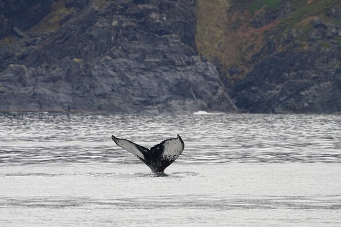Silent Whale Watching - Boat Features Panoramic Windows and Outdoor Decks