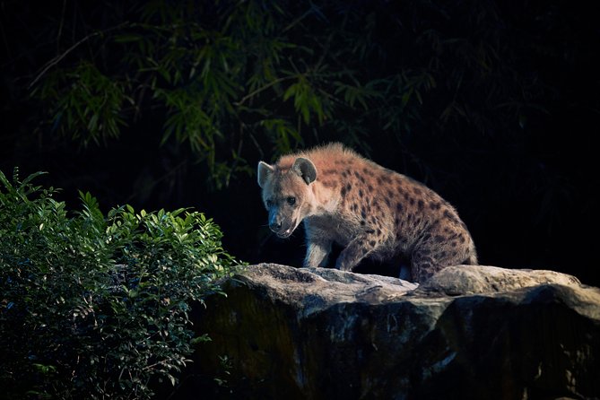 Singapore Zoo Night Safari Walk, Tram With Dinner Option - Feedback on Night Safari