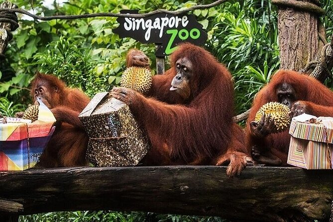 Singapore Zoo - Inclusions and Benefits