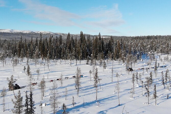 Sit Down Husky Ride Dog Sled Tour in Kiruna - Customer Reviews