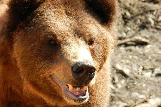 Sitka Premium Tour- Private- Alaska Raptor Center, Fortress of the Bears,Totems - Reviews