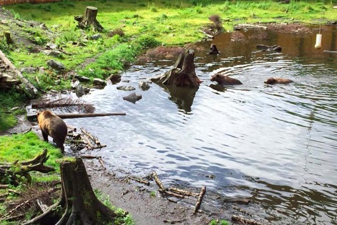 Sitka Shore Excursion: Bears, Raptor Center, & Totem Park Tour (Small Group) - The Sum Up