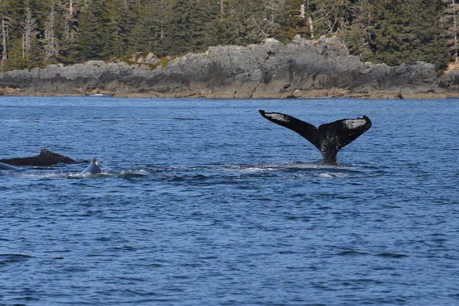 Sitka Shore Excursion: Whale-Watching and Marine Life Tour - Positive Feedback on Captain Sonny and Tour Experience