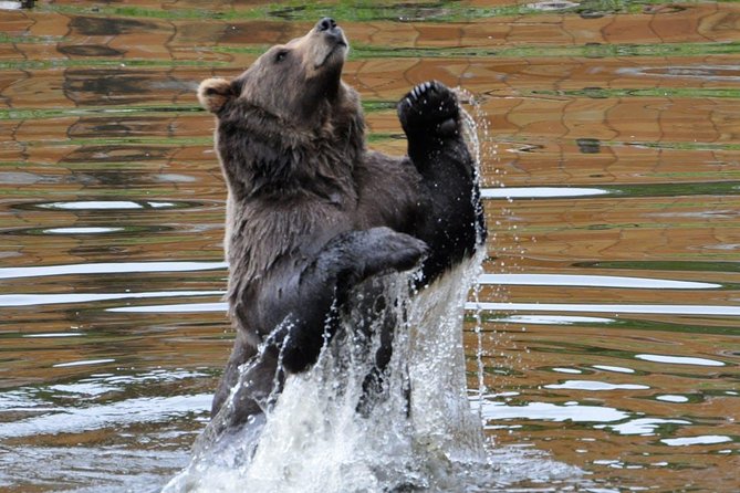 Sitka Sightseeing Tour Including Fortress of the Bear and Totem Poles - Traveler Tips and Reviews