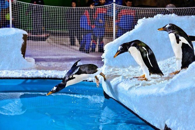 Ski Dubai (Indoor Snow Park) - Common Questions