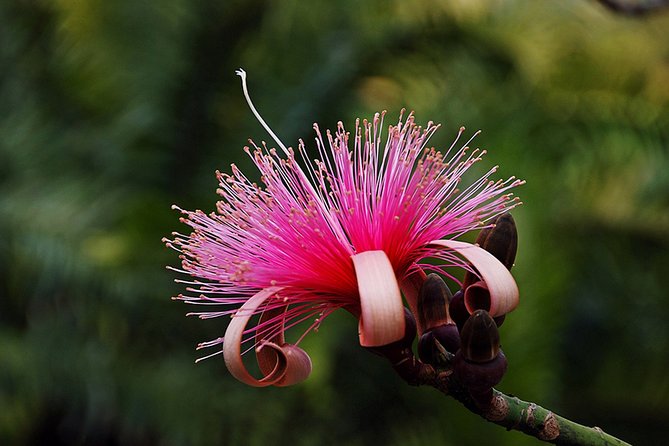 Skip the Line: Flamingo Gardens Admission Ticket in Fort Lauderdale - Pricing, Copyright, and Terms & Conditions
