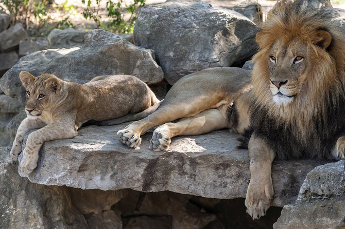 Skip-The-Line Hellabrunn Zoo in Munich With Transfers - Cancellation Policy
