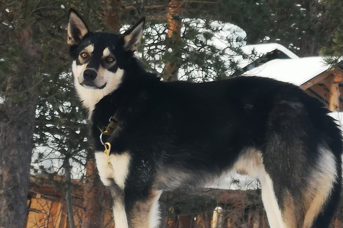 Sled Trip With Husky in the Alta Valley - Meeting and Pickup Details