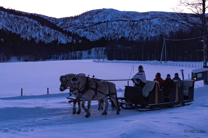 Sleigh Ride W/ Tapas Meal - Experience Arctic Farm Life - Lunch in a Traditional Sami Lavvu