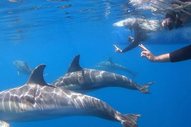 Small Group 4-Hour Observation and Swimming With Wild Dolphin - Reviews