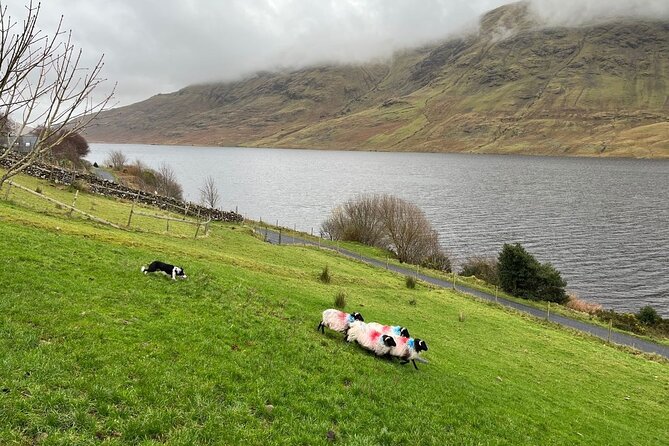 Small Group Aughnanure Castle, Sheepdog Demo & Connemara Tour - Common Questions