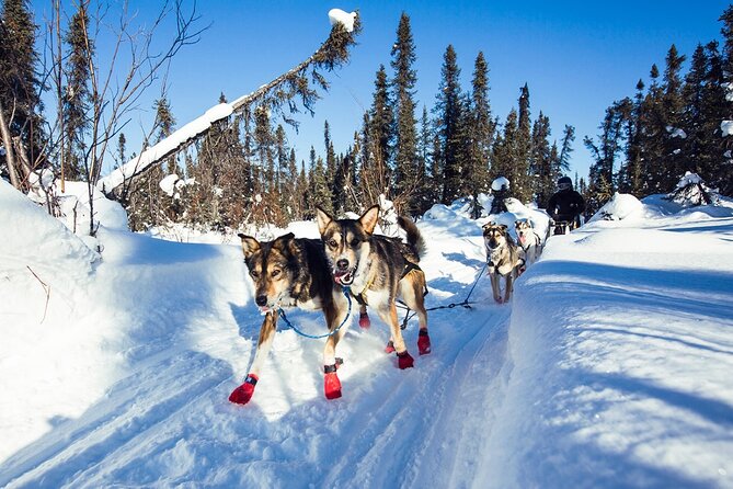 Small-Group Dog Sledding Experience in Sterling - Location and Directions