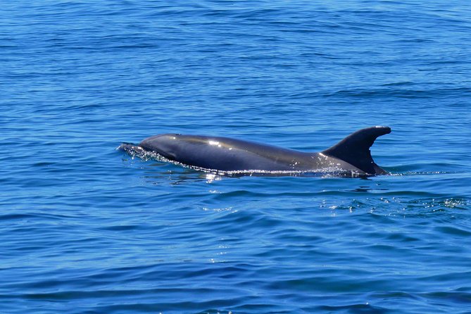 Small Group Dolphin and Wildlife Watching Tour in Faro - The Sum Up