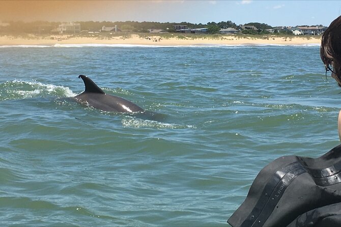 Small Group Dolphin Kayak Eco-Tour - Tour Reviews and Recommendations