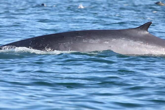 Small-Group Dolphin Watching in Lisbon - Cancellation Policy for the Activity