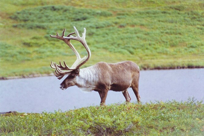 Small-Group Flight Denali National Park Tour With Guided Hike - Directions