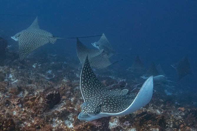 Small-Group Introductory Scuba Dive in Cozumel - Scuba Equipment and Wetsuit