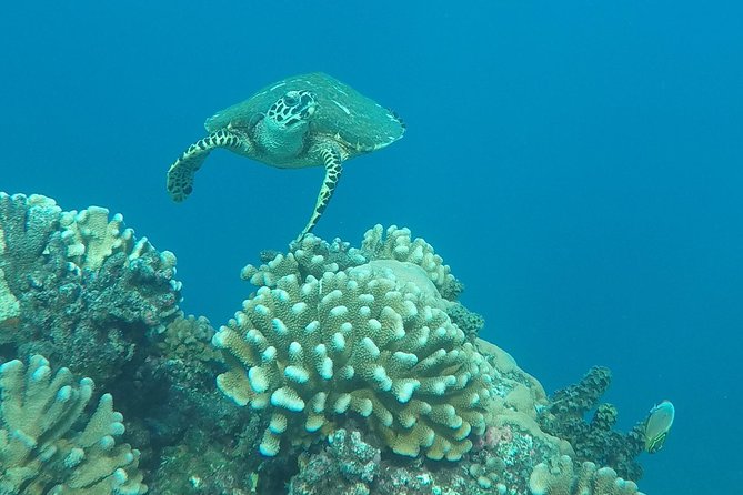 Small-Group Morning Snorkeling Tour to See Turtles  - Tahiti - Private Transportation