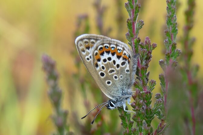 Small-Group New Forest Discovery Walk From Lyndhurst - Additional Information
