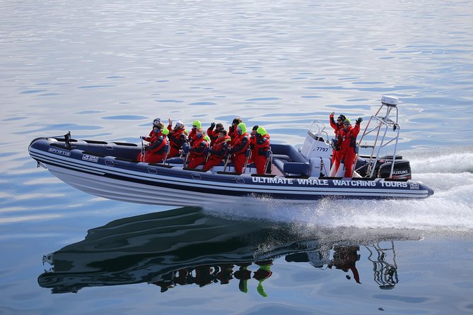 Small-Group Reykjavik RIB Whale Watching Cruise - Positive Reviews and Experiences From Travelers