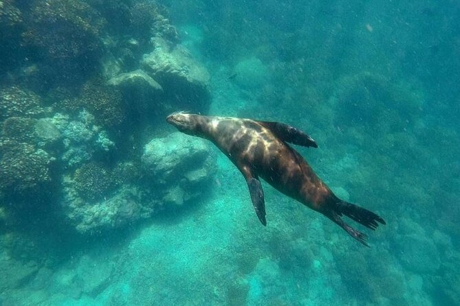 Small Group Snorkeling and Swim With Whale Sharks & Sea Lions in La Paz - Location and Duration