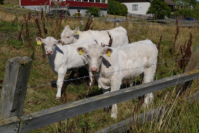 Small Group Swedish History Day Trip to the Countryside, UNESCO WORLD HERITAGE Candiade Area Markim- - Historical Sites and Landmarks
