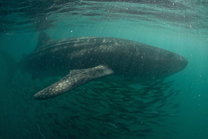 Small Group Whale Shark Snorkeling in La Paz BCS MX - Important Information for Participants