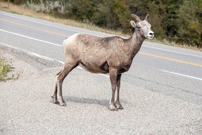 Smartphone Audio Driving Tour Between Banff and Calgary - Tour Route and Points of Interest