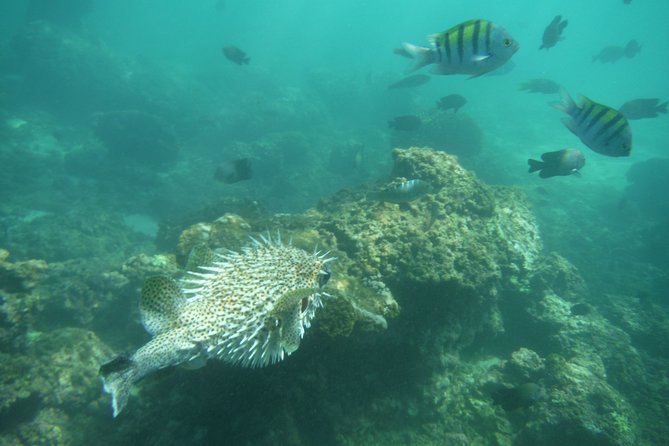 Snorkel Tour in Las Gatas Water Break - Additional Resources