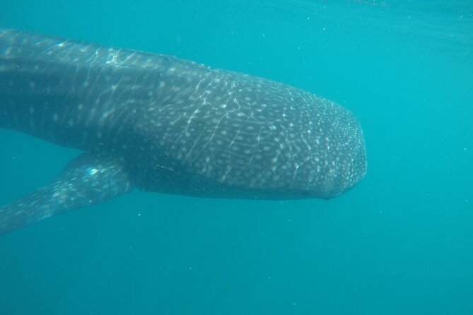Snorkel Tour With Whale Shark in La Paz - Questions? Visit Viator Help Center